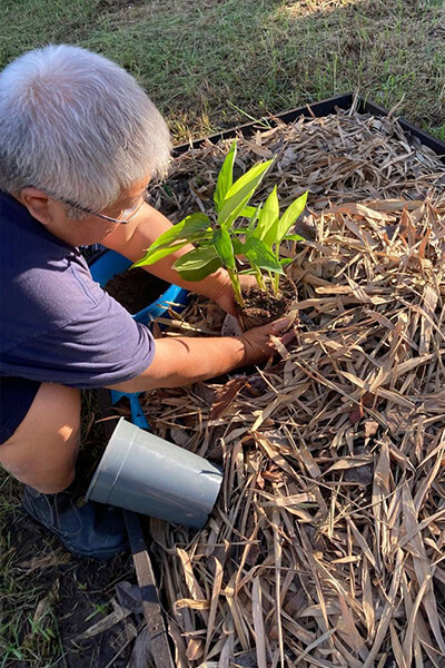 Borneo tree planting