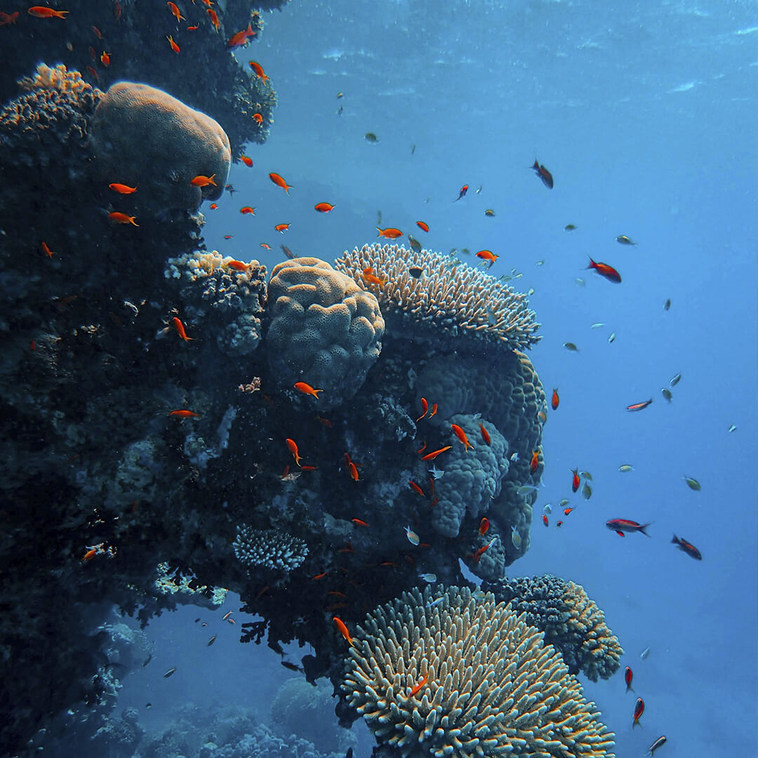 ocean oasis