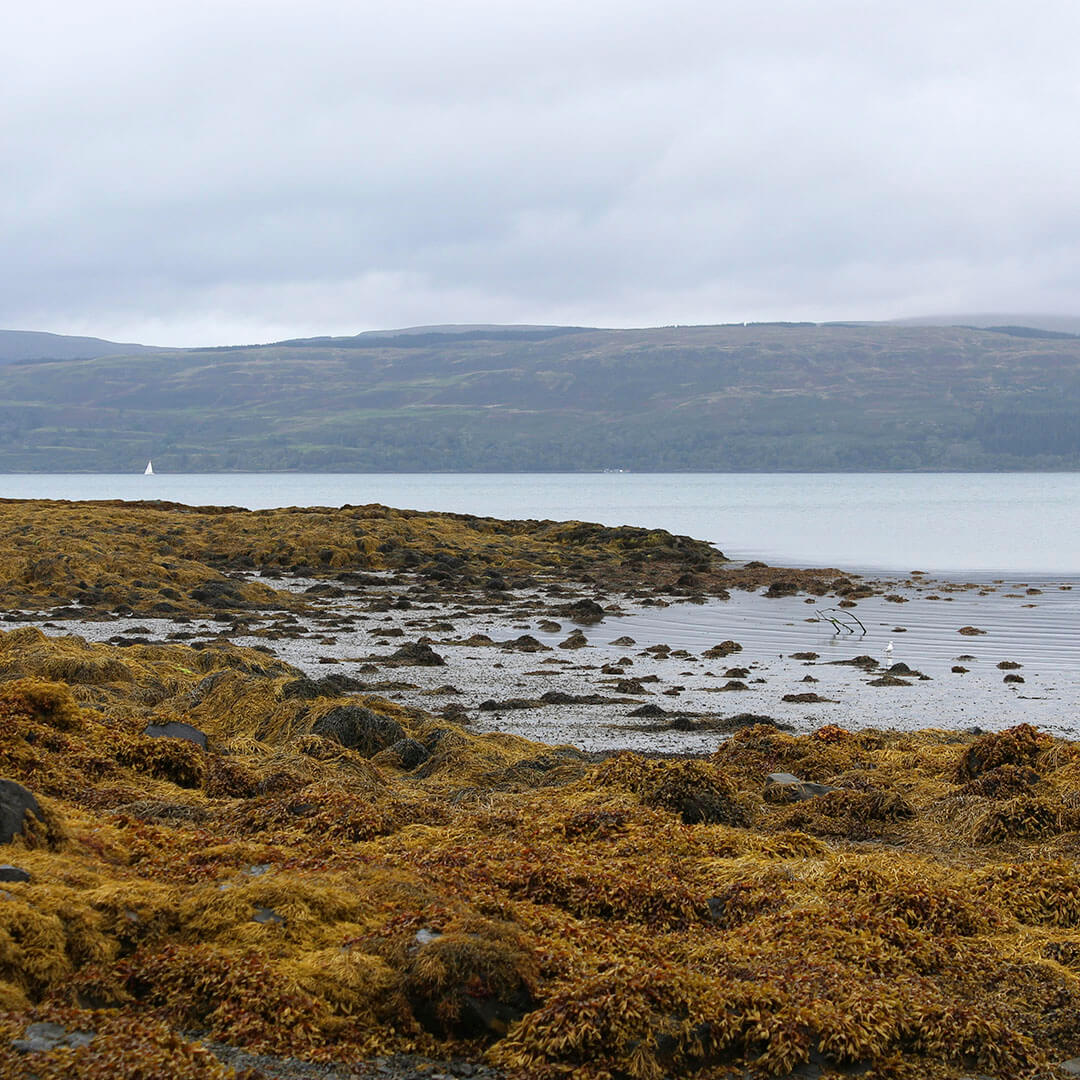 SSIA (Scottish Seaweed Industry Association)